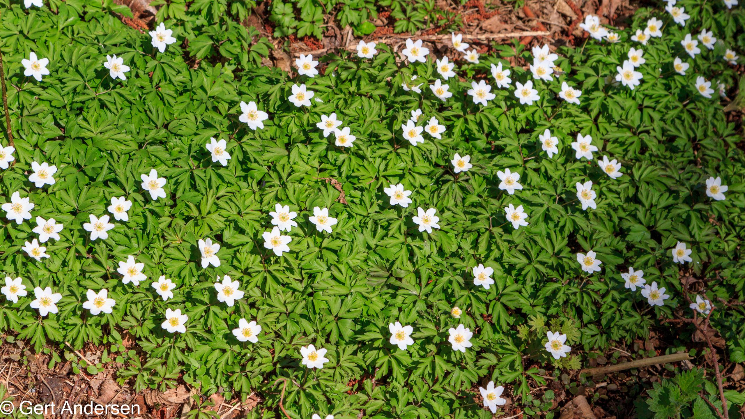 Lyngby Sø (32 of 37) compressed